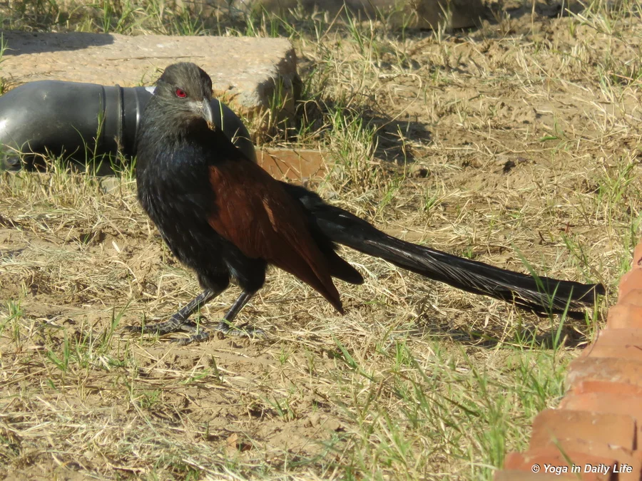 Koyal or Indian cuckoo in Shiv Bagh